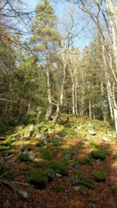 Wald bei Thurmansbang