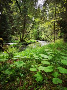 Flusswandern