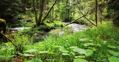 Flusswandern