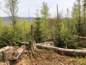 Waldwildnis im NP, Foto Peter Auerbeck