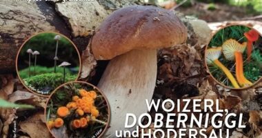 Bunte Herbstfreuden